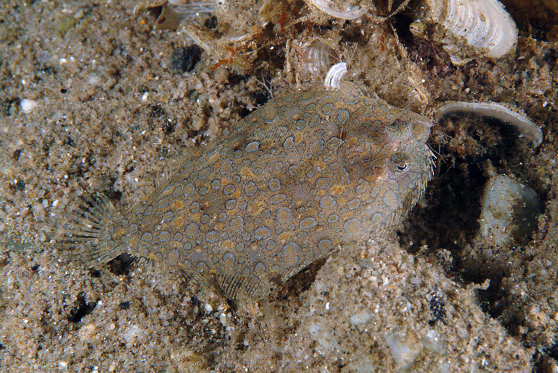 Pesce da determinare (Arnoglossus sp.)